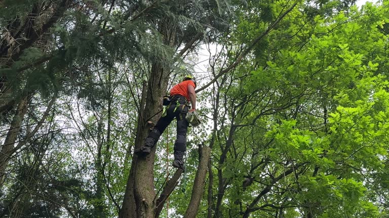 How Our Tree Care Process Works  in  Malvern, PA